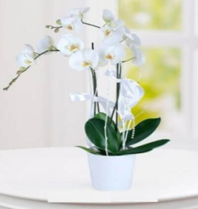 benjamin orta boy Çiçeği & Ürünü Orkide ikili 