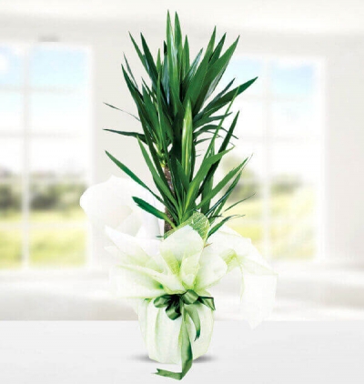İkili beyaz orkide Çiçeği & Ürünü Yuka 2li Saksı Çiçeği 