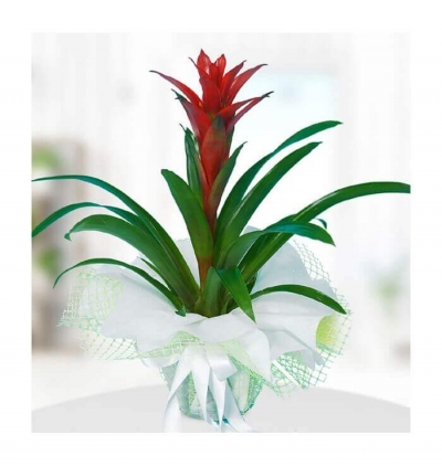 dekoratif bonzai saksı 2 Çiçeği & Ürünü Guzmania 