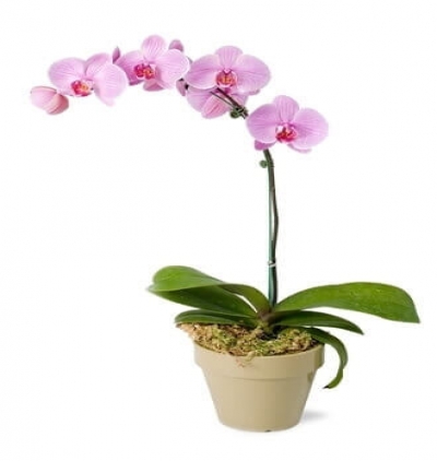 guzmania Çiçeği & Ürünü Tekli Pembe Orkide 