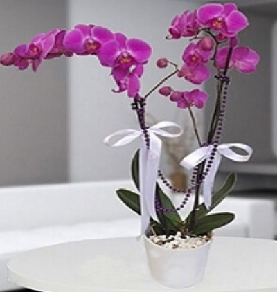 Şeflera saksı bitkisi Çiçeği & Ürünü İki Dal Mor Orkide 
