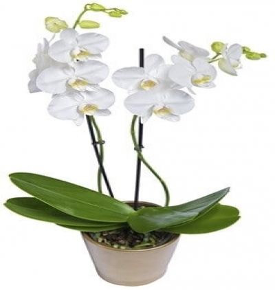 ayaklı sepet Çiçeği & Ürünü İkili Beyaz Orkide 