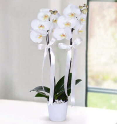 İki dal mor orkide Çiçeği & Ürünü Orkide 