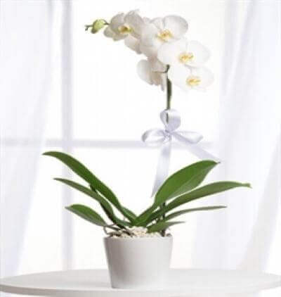 yuka 2li saksı Çiçeği Çiçeği & Ürünü Tekli Beyaz Orkide 