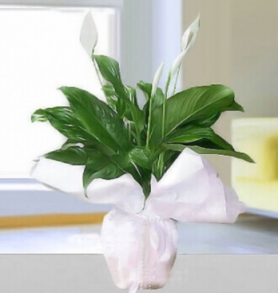 Şeflera saksı bitkisi Çiçeği & Ürünü Barış Çiçeği 