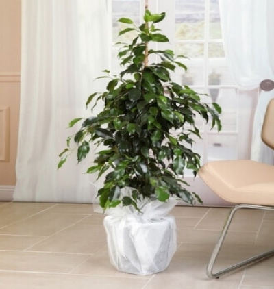 dracaena marginata Çiçeği & Ürünü Benjamin 