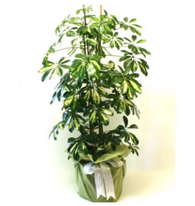 dracena marginata 2li Çiçeği & Ürünü Şeflera Saksı Bitkisi 