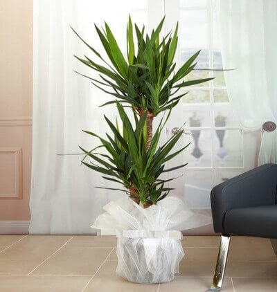 guzmania Çiçeği & Ürünü Yuka 3 lü 