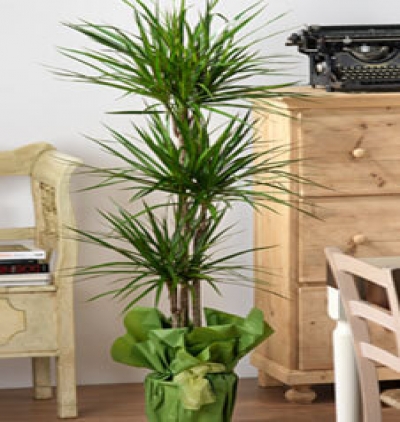 2 li kauçuk  Çiçeği & Ürünü Dracaena marginata 