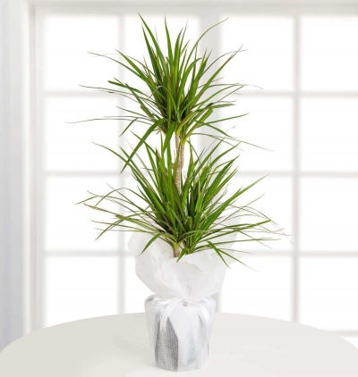 İkili beyaz orkide Çiçeği & Ürünü Dracena Marginata 2li 