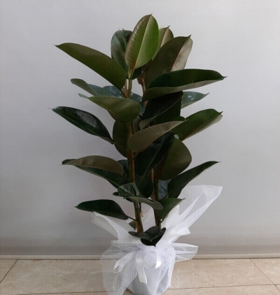 dracena massengena 2 li Çiçeği & Ürünü 2 li Kauçuk  