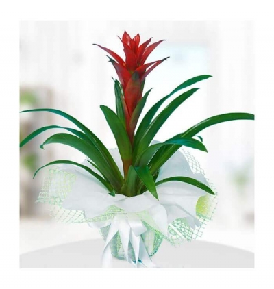 dracena marginata 2li Çiçeği & Ürünü Guzmania 