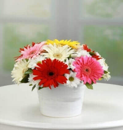 beyaz zerafet Çiçeği & Ürünü Renkli Gerberalar ve Papatyalar 