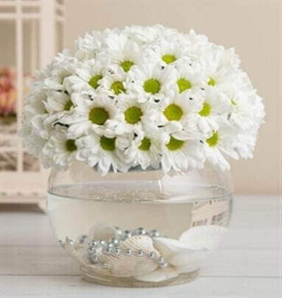 kutuda beyaz güller Çiçeği & Ürünü Papatya Küresi 