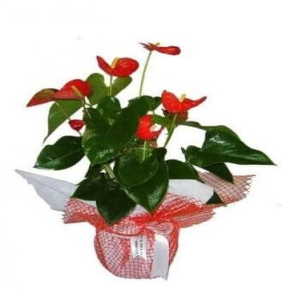 Şeflera saksı bitkisi Çiçeği & Ürünü Antoryum 