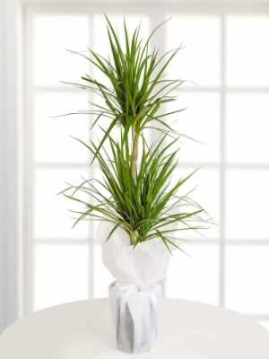  Diyarbakır Çiçek Siparişi - Dracena Marginata 2li